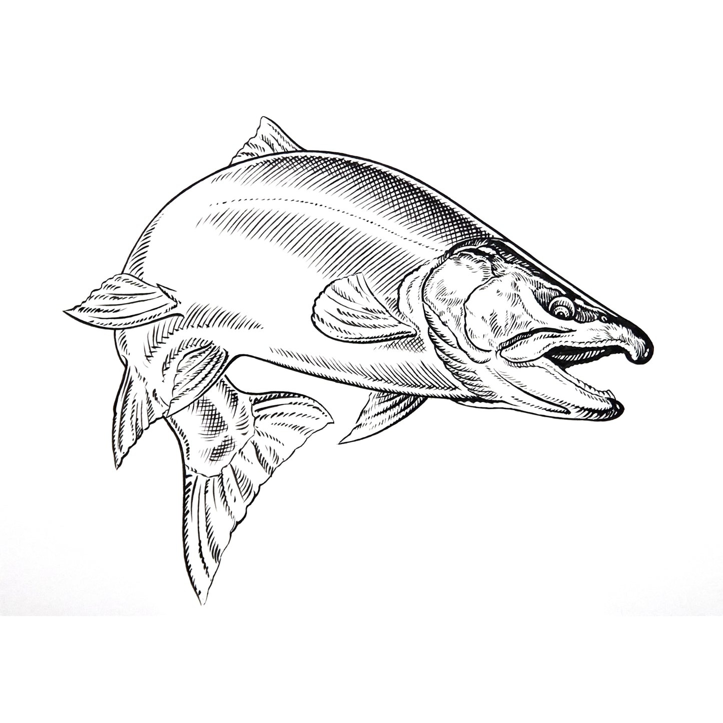 「サクラマス」原画