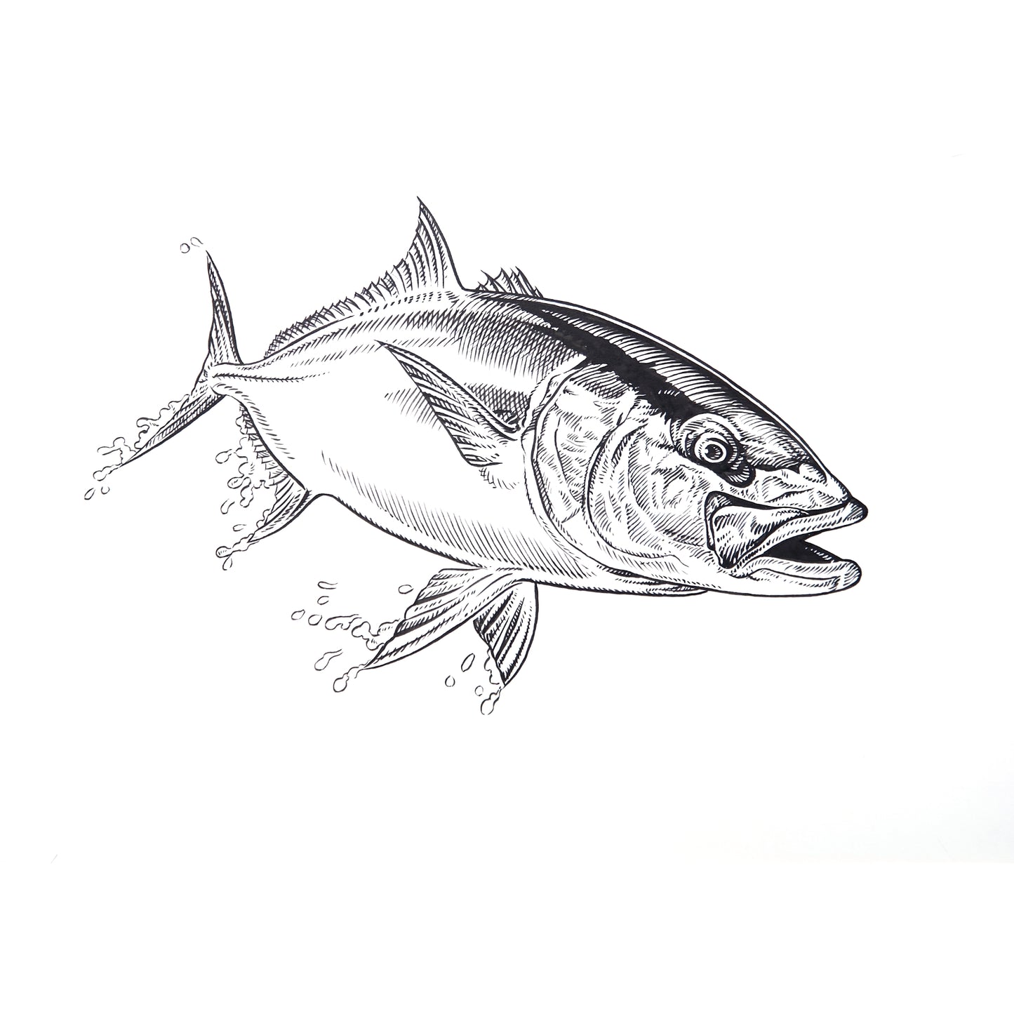「カンパチ」原画