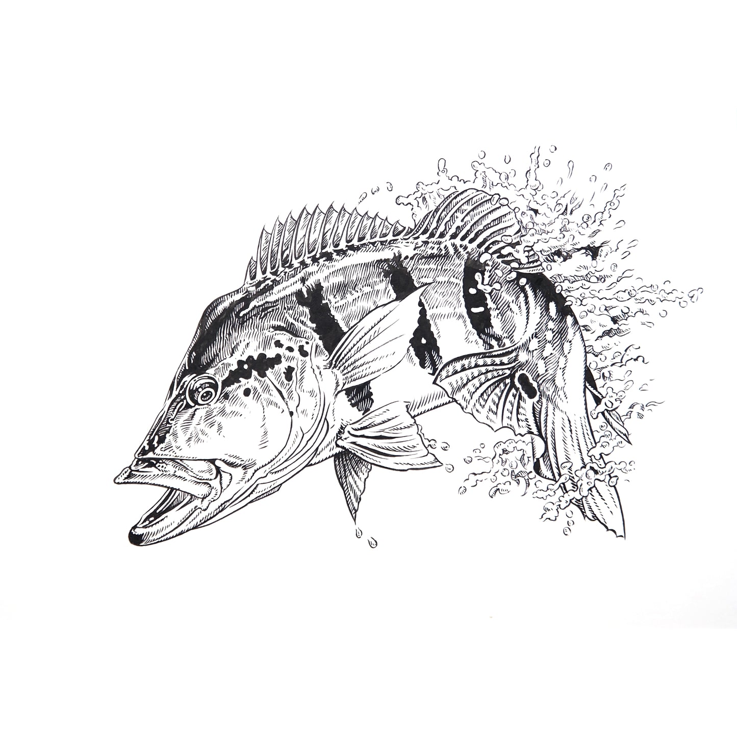 「ピーコック」原画
