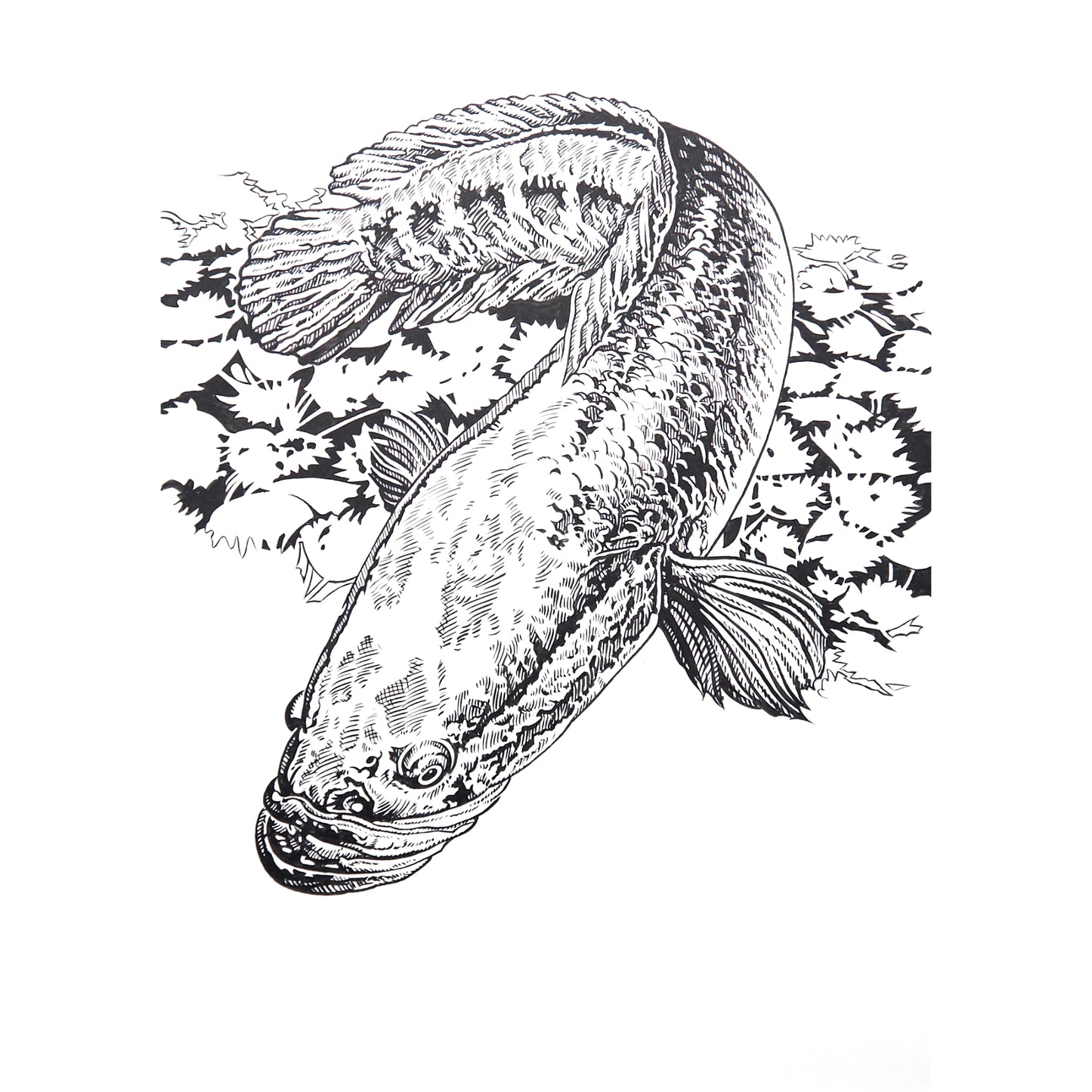 「ライギョ」原画