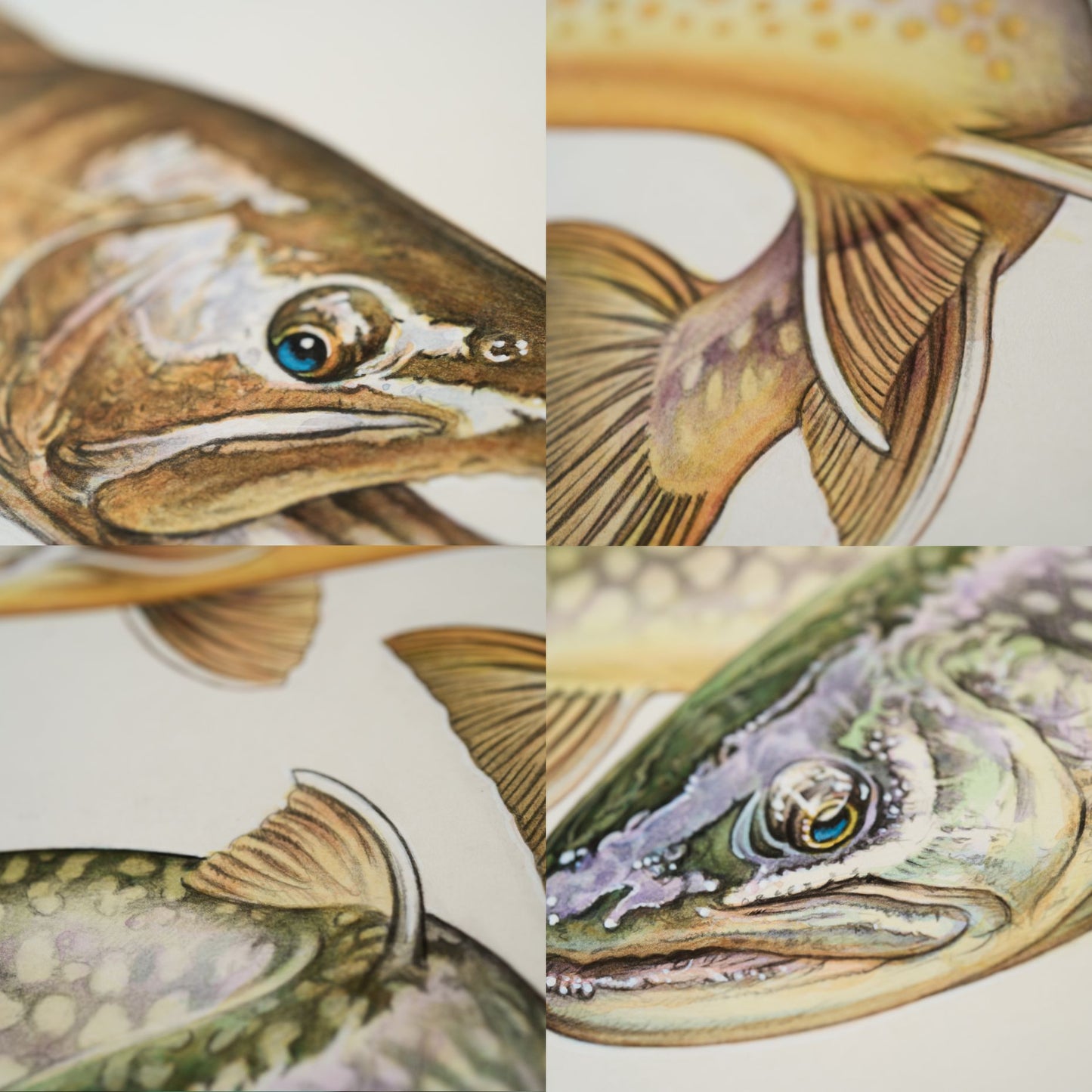 日本の川「三匹の岩魚」原画