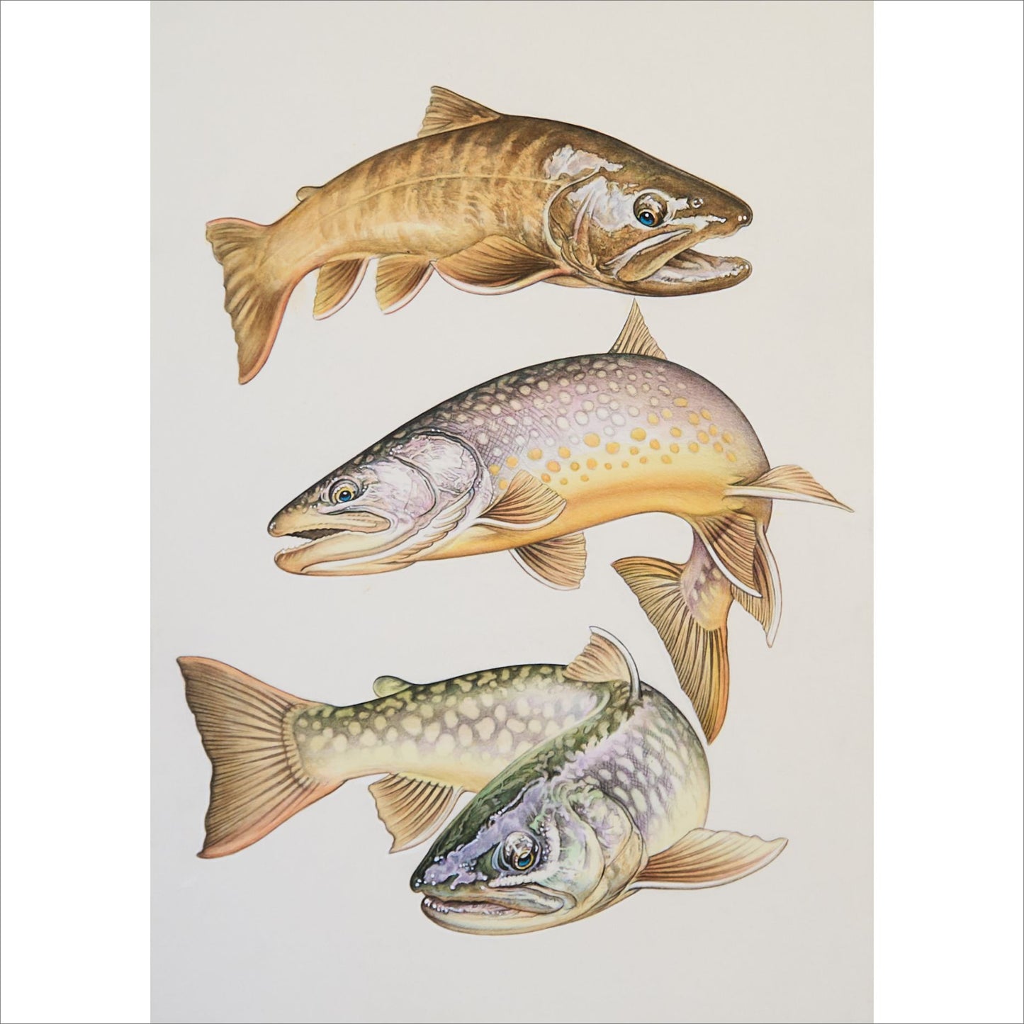 日本の川「三匹の岩魚」原画