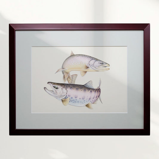 北陸の川「イワナとヤマメ」原画